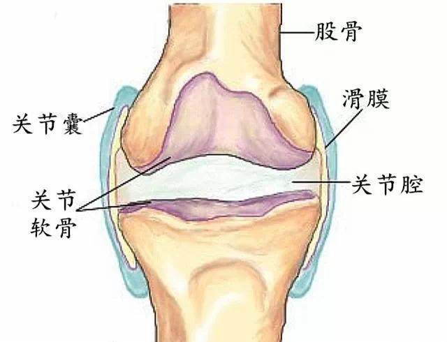 十个膝盖疼九个有滑膜炎农村一植物15天逼走疼痛