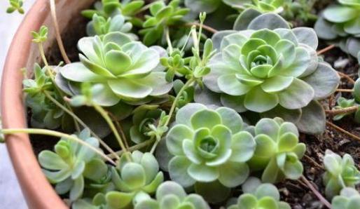 夏型种多肉该如何养护 天热盆栽注意3点 茎叶上色早 状态佳 腾讯新闻