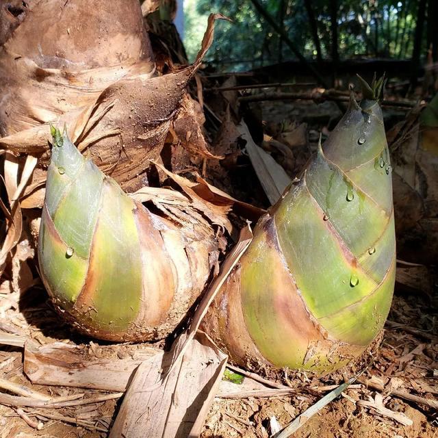 一棵麻竹笋的自白