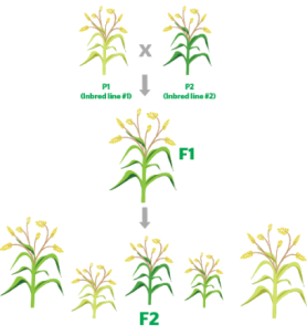一步实现作物杂交制种基因编辑技术将引领农业变革