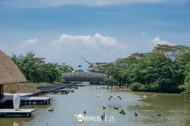 世界最大鳥類迎客,廣州南沙藏一水鳥世界,親子互動網紅拍照都有|粵港