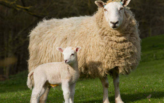 同羊不同命1967年1979年1991年的属羊人哪一个最不好命