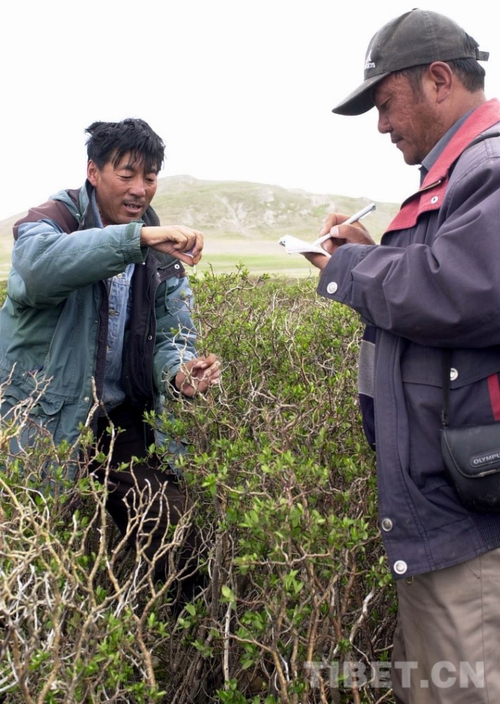 藏北故事科考发现世界海拔最高山柳灌木丛与那曲种树