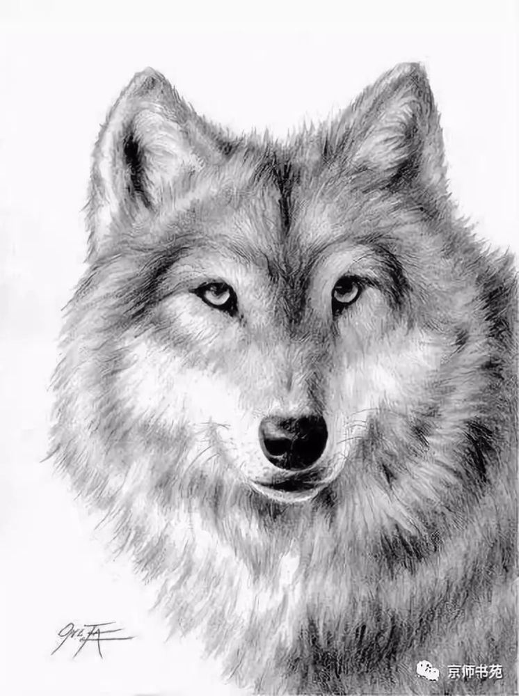 动物素描动物世界任你临摹