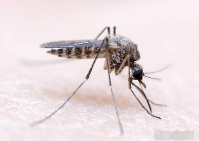 现在农村为啥蚊子比城市多最后一点不说你可能想不到