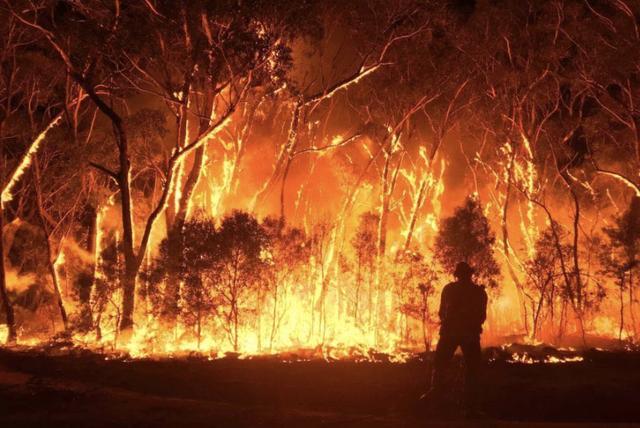 克里斯·迪克曼|澳洲山火导致30亿动物死亡或失踪，专家直言：最大规模的动物死亡