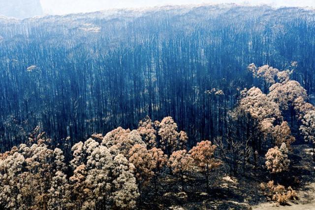 克里斯·迪克曼|澳洲山火导致30亿动物死亡或失踪，专家直言：最大规模的动物死亡