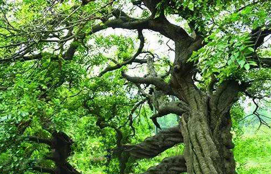 地球档案室2019 07-28 16:07 关注 在安徽省,有两棵能预知天气的奇树