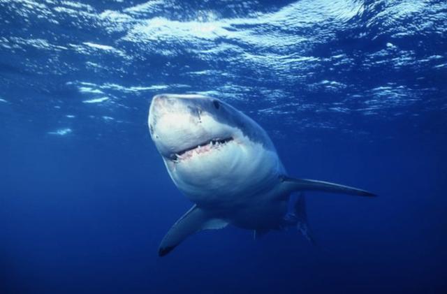 缅因州|美国一女子在海岸游泳被鲨鱼袭击致死，皮划艇手营救无效