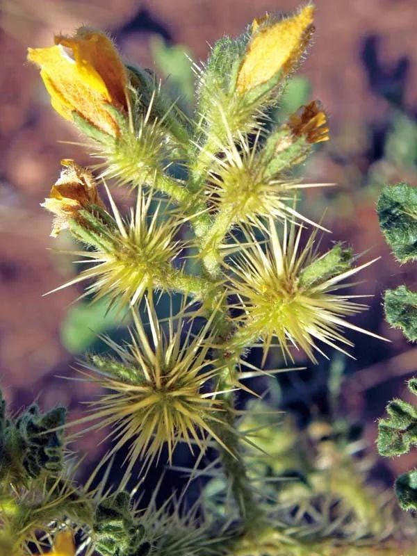 某地现2万多亩"黄花刺茄",有毒碰不得!