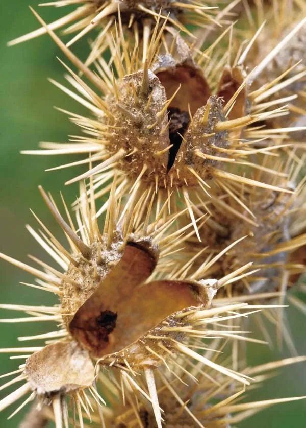 某地现2万多亩"黄花刺茄",有毒碰不得!_腾讯新闻