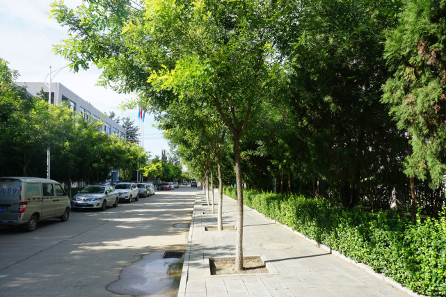 曾朝阳 摄如今北京街道的行道树很多为国槐.