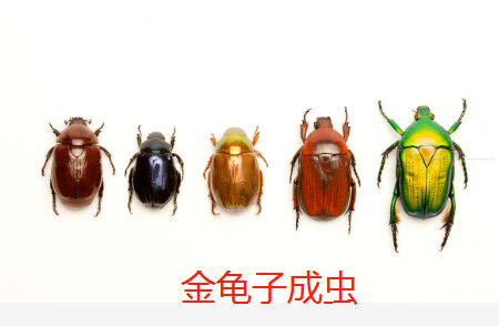 实用金龟子幼虫到成虫的防治方法