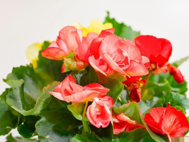 四季秋海棠花开四季 不同季节要有不同的养护措施 你觉得呢 腾讯新闻