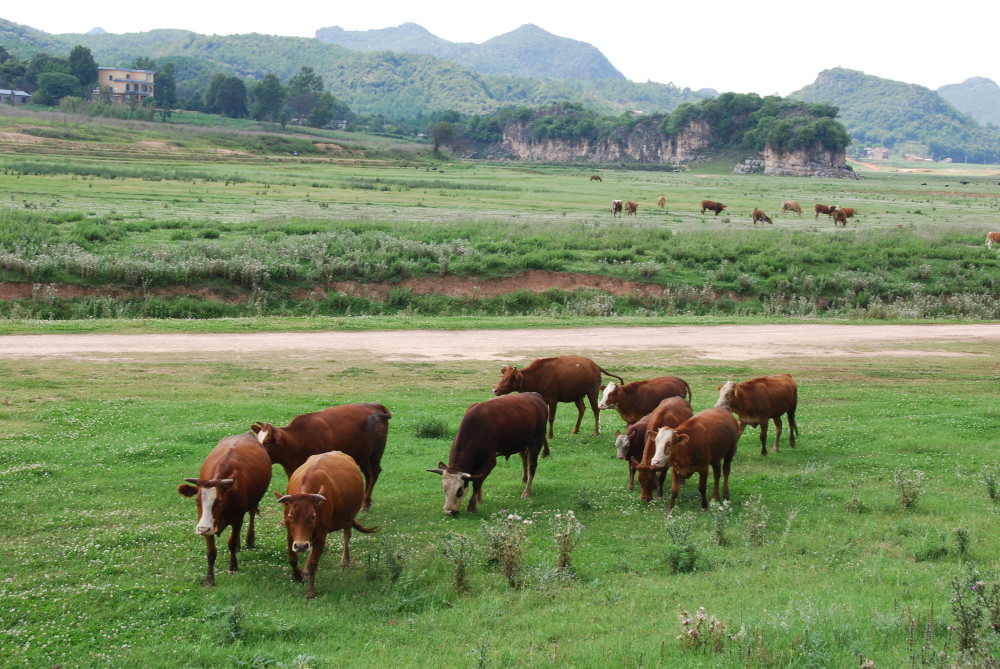 蓝天碧野牛羊成群在云南曲靖海峰湿地我们邂逅的田园牧歌