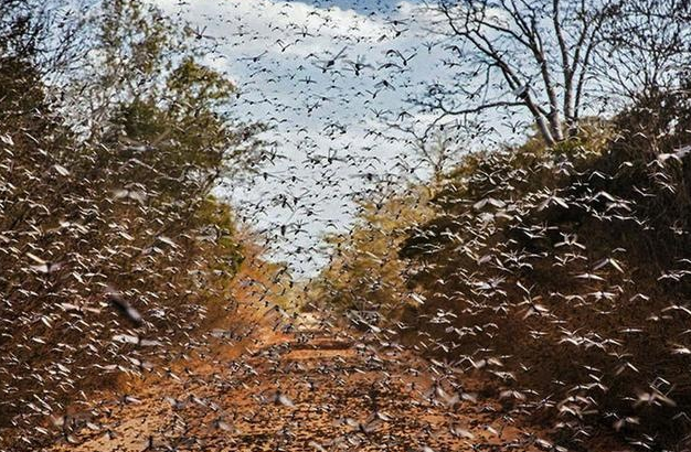 "药神"印度出奇招,4000亿蝗虫被消灭干净,坚决保护中国安全