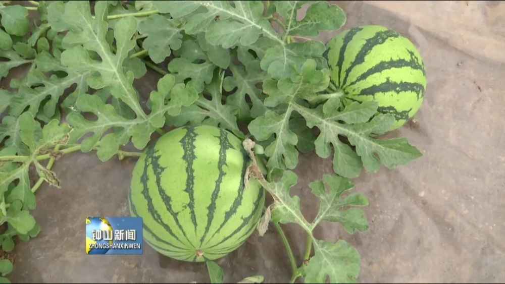 买西瓜与带动当地就业两不误 腾讯新闻