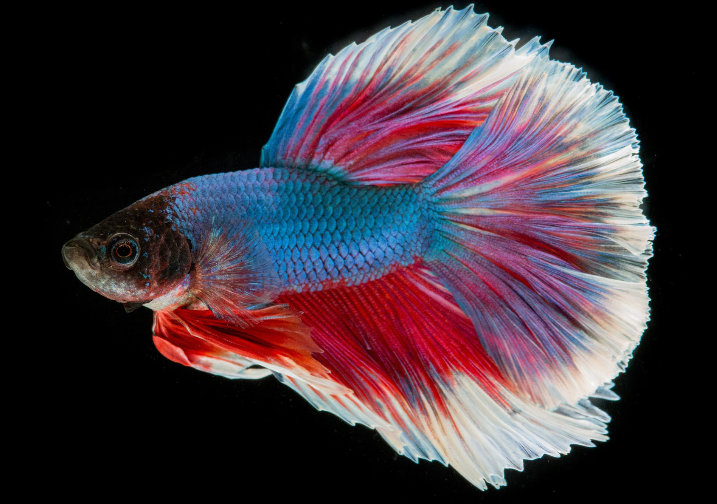 经网友选出的最美丽好养的前十名观赏鱼!太漂亮了吧!_腾讯新闻