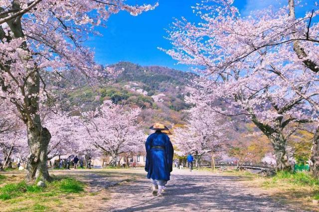 传承日本民族精神的樱花 前世饱含中国梅花的影子 腾讯新闻