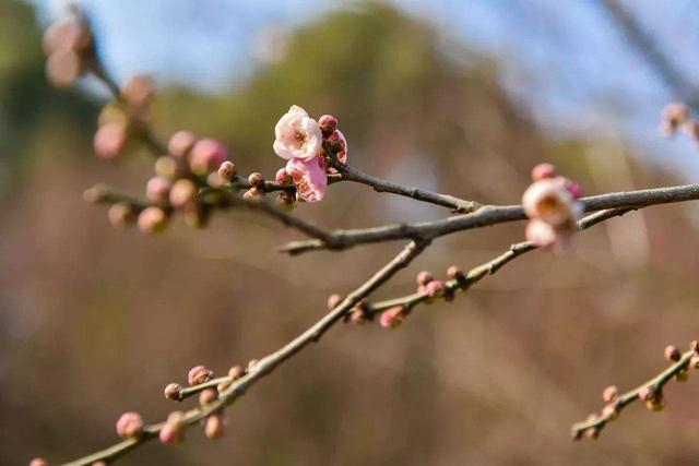 传承日本民族精神的樱花 前世饱含中国梅花的影子 腾讯新闻