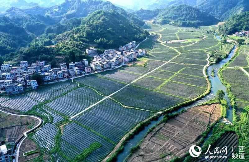 7月23日,笔者走进广西巴马瑶族自治县燕洞镇火龙果种植基地,在这一眼