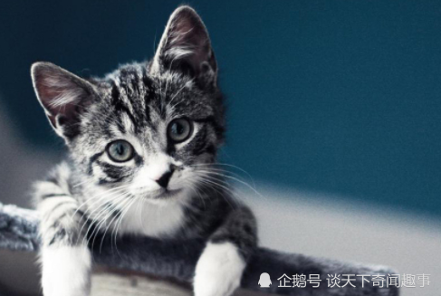 小侄子灵魂拷问 好奇心为什么害死的是猫 不是其他动物 灵魂