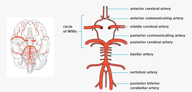 willis环是大脑底部重要的动脉交界处.