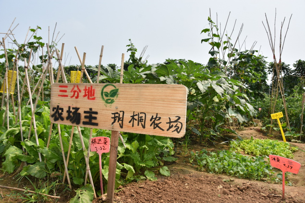 新華社點贊曲阜開心農場主打種菜採摘田園體驗助力鄉村振興