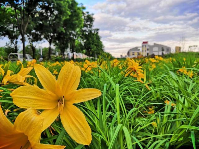 葱兰|这3种花不能碰，远远观赏就行了，小心中毒