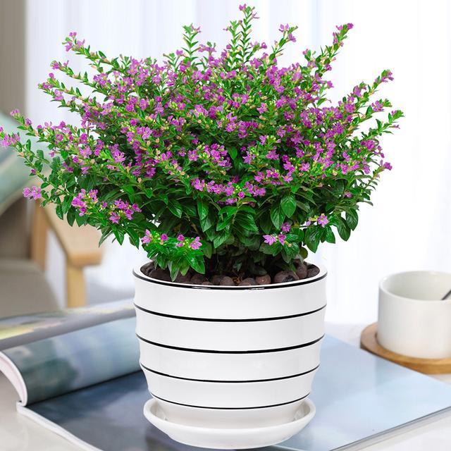 几种很耐热的盆栽花卉适合夏天养叶绿花美花期长养护简单