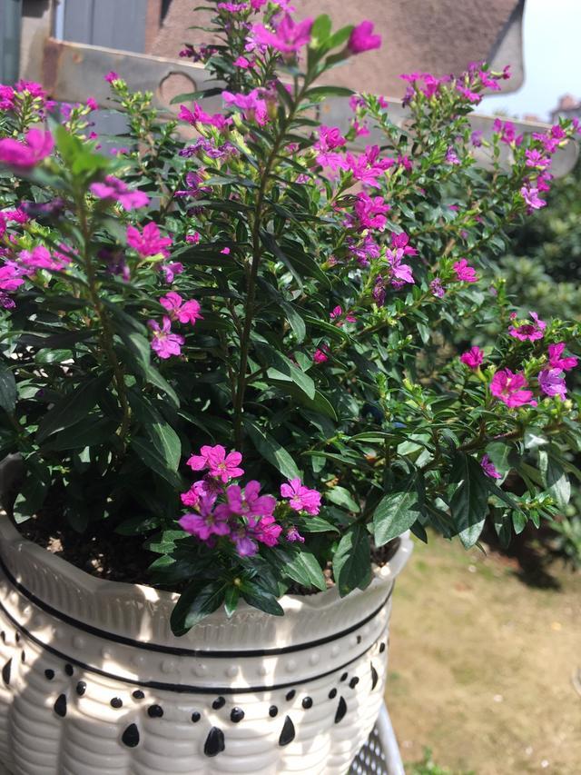 国内花友一般叫"木本满天星",其实并不是满天星(石竹科),学名"萼距花"