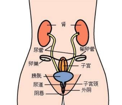 盆腔包块跟盆腔积液是一回事吗?