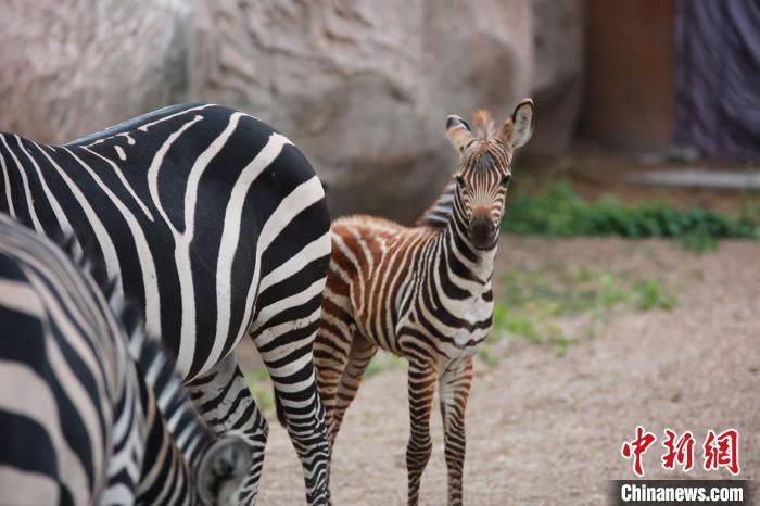 齐齐哈尔动植物园繁育出第三只小斑马