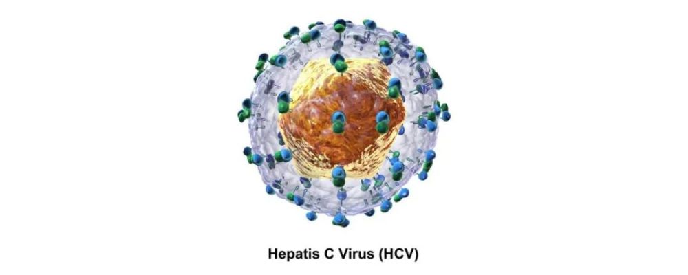 丙肝病毒图片高清图片