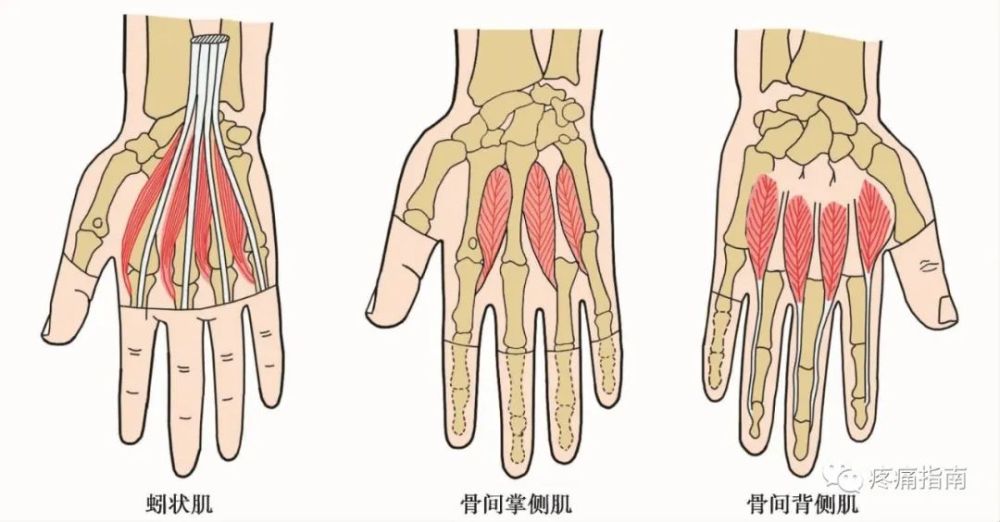 运动查体肌肉各论 三 腾讯新闻