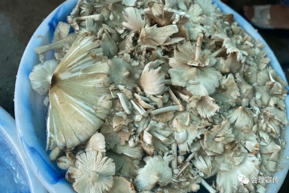 又到鸡枞上市时会理满城尽是鸡枞香