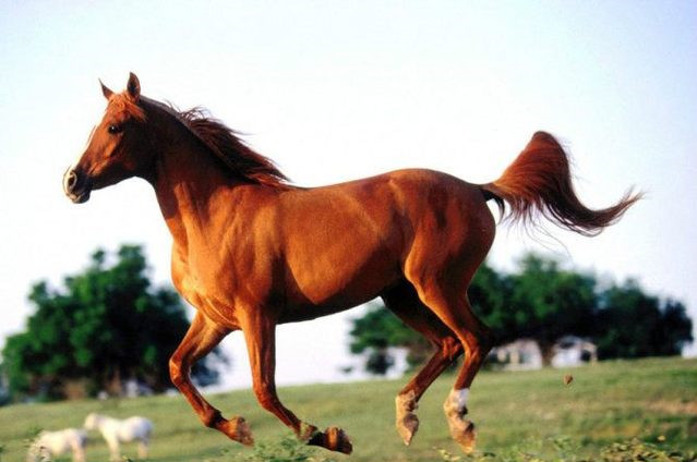 宝马配英雄扒一扒历史中的那些神驹良马