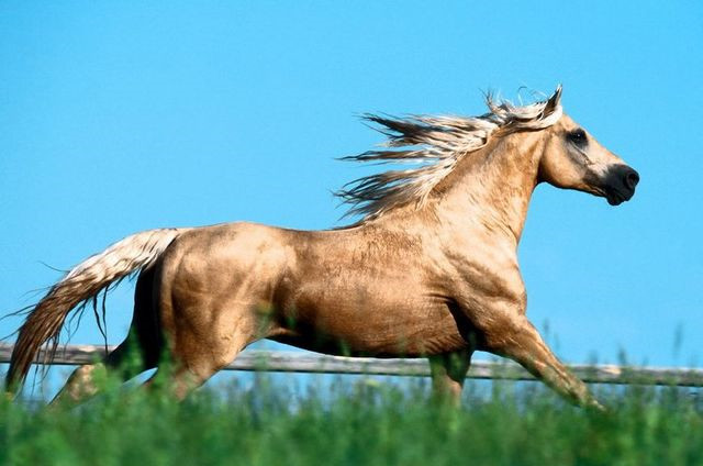 宝马配英雄,扒一扒历史中的那些神驹良马