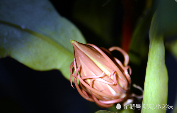 昙花一现 为谁而开 一瞬间的绽放只为博佳人一笑 昙花 月下美人 花卉