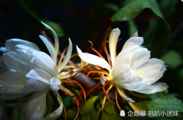 昙花一现 为谁而开 一瞬间的绽放只为博佳人一笑 昙花 月下美人 花卉