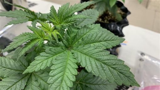 大麻|19岁女高中生想抽大麻 网购种子自己种了3盆