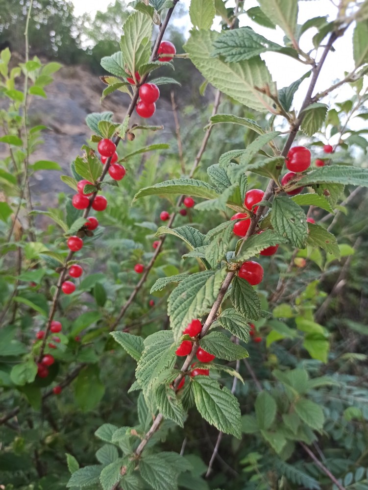 東北物產,當地的毛櫻桃_騰訊新聞