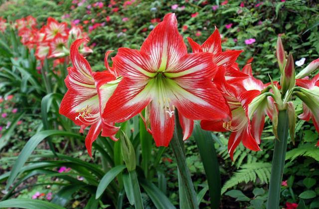 这几种花是冬天的花 现在养却是好时机 到了冬天枝头挂花苞 腾讯新闻