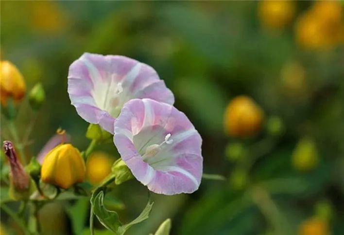 想要拍好看古籍当中的"昼颜"这种花?试试5个方法