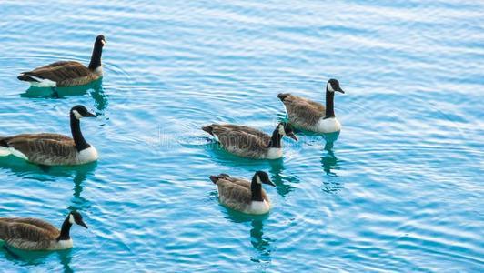 新冠疫情|占领湖泊引发环境问题 新冠疫情导致德国野生鹅泛滥成灾