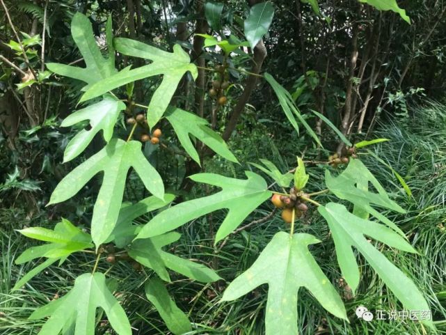 被誉为广东人参功效类似黄芪却补气而不上火的五指毛桃