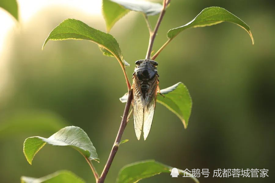 夏日蟬鳴成都人的夏天做些什麼