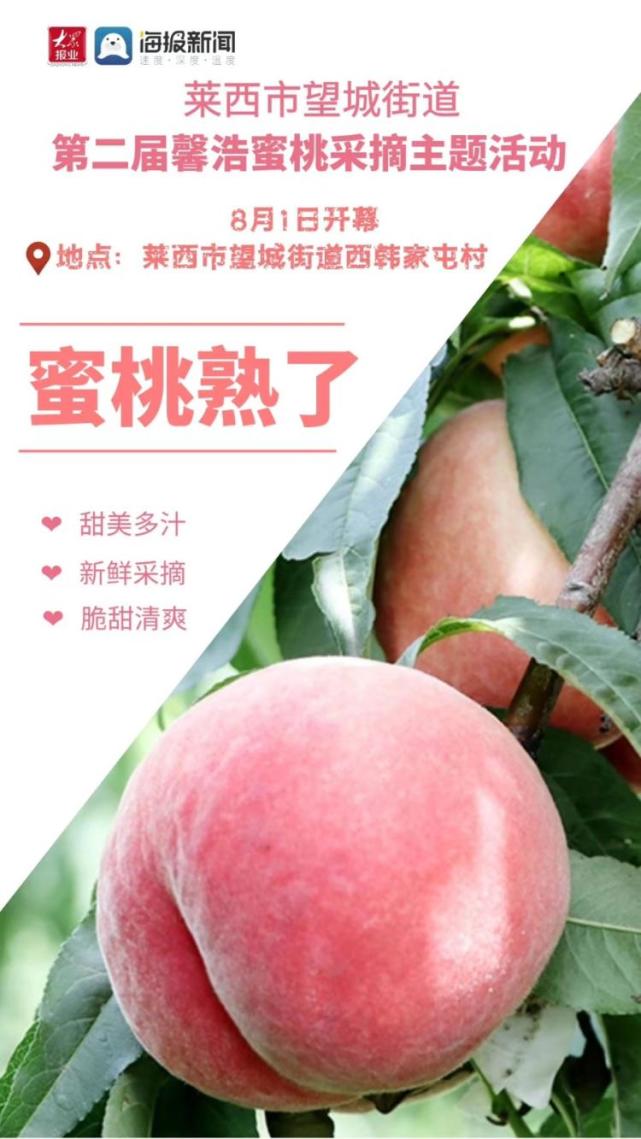 莱西市望城街道第二届馨浩蜜桃采摘主题活动8月1日开幕