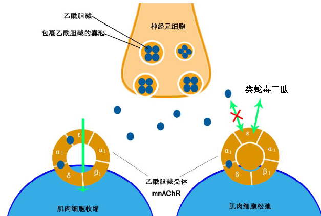 類蛇毒三肽在化妝品中功效是什麼◆ 阻止乙酰膽鹼的神經傳導,達到放鬆