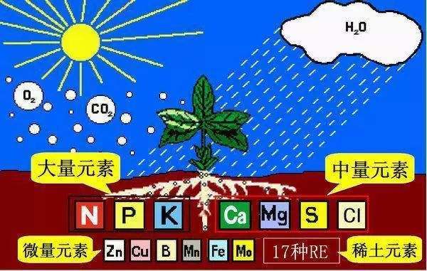 铁(fe),锰(mn),硼(b),锌(zn),铜(cu),钼(mo),氯(cl),镍(ni)中量元素